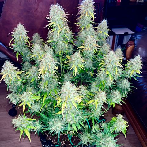 Black Jack Auto growlog timeline photo