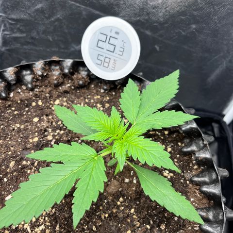 Red Gorilla Girl XL Auto growlog timeline photo