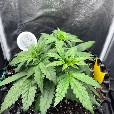 Red Gorilla Girl XL Auto growlog timeline photo