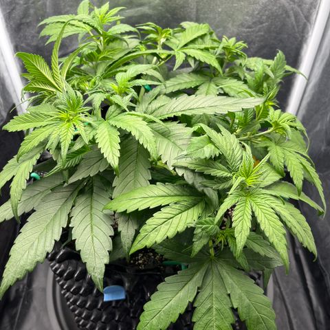Red Gorilla Girl XL Auto growlog timeline photo