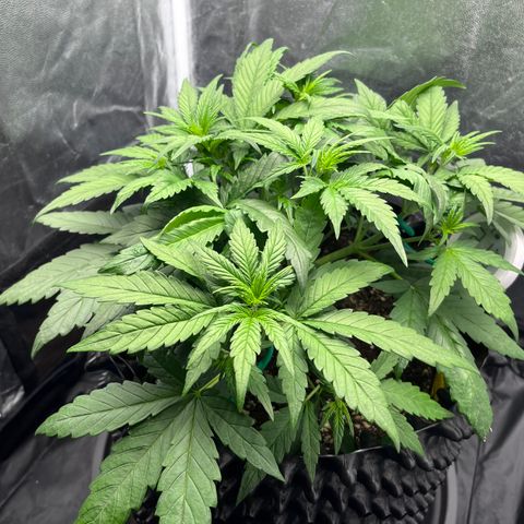 Red Gorilla Girl XL Auto growlog timeline photo