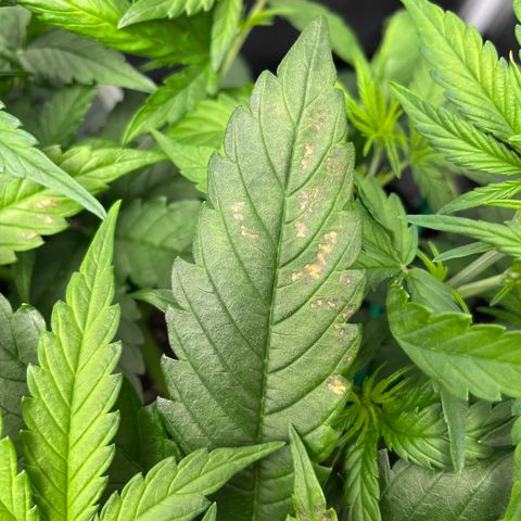 Red Gorilla Girl XL Auto growlog timeline photo
