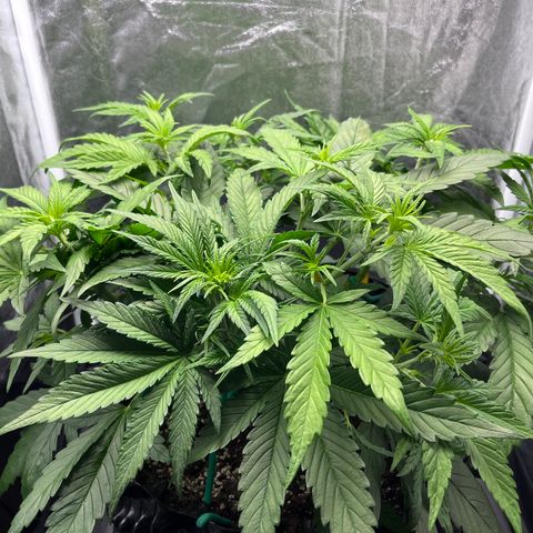 Red Gorilla Girl XL Auto growlog timeline photo