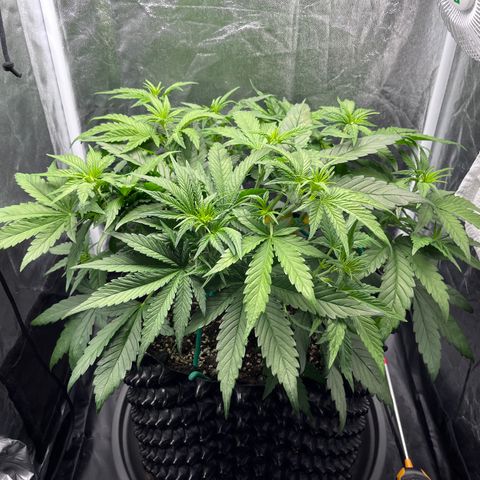 Red Gorilla Girl XL Auto growlog timeline photo