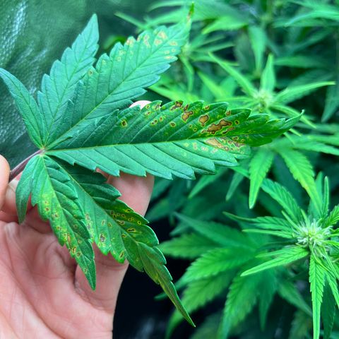 Red Gorilla Girl XL Auto growlog timeline photo