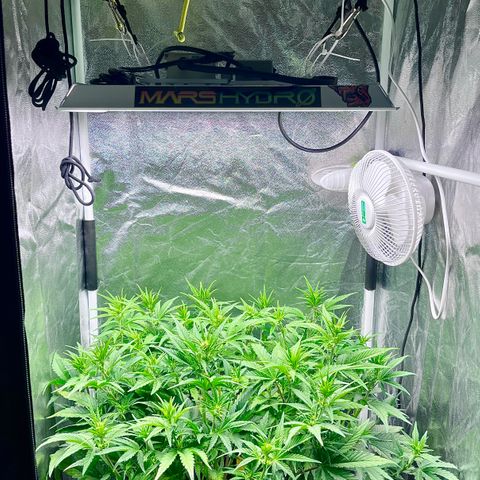 Red Gorilla Girl XL Auto growlog timeline photo