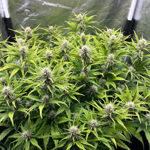 Red Gorilla Girl XL Auto growlog timeline photo