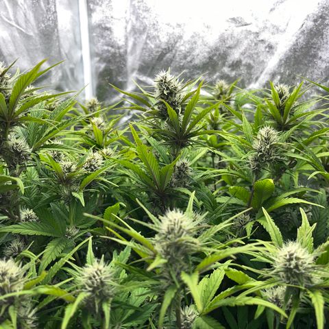 Red Gorilla Girl XL Auto growlog timeline photo
