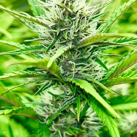 Red Gorilla Girl XL Auto growlog timeline photo