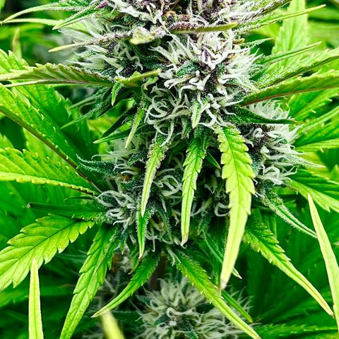 Red Gorilla Girl XL Auto growlog timeline photo