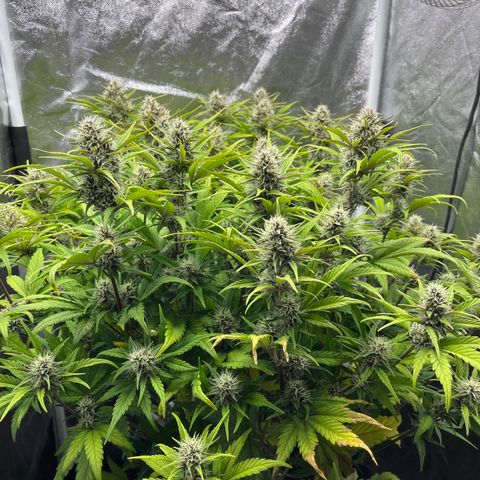 Red Gorilla Girl XL Auto growlog timeline photo