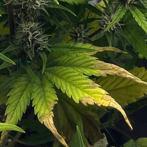 Red Gorilla Girl XL Auto growlog timeline photo