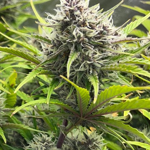 Red Gorilla Girl XL Auto growlog timeline photo