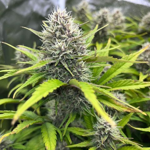Red Gorilla Girl XL Auto growlog timeline photo