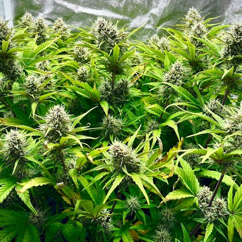 Red Gorilla Girl XL Auto growlog timeline photo