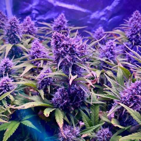 Red Gorilla Girl XL Auto growlog timeline photo