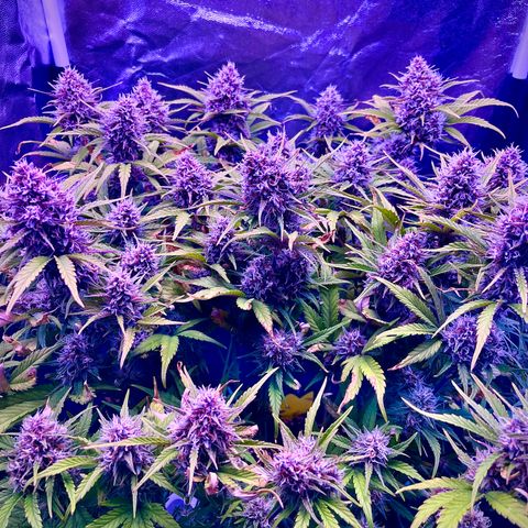 Red Gorilla Girl XL Auto growlog timeline photo