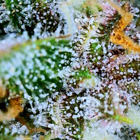 Red Gorilla Girl XL Auto growlog timeline photo