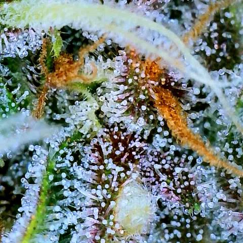 Red Gorilla Girl XL Auto growlog timeline photo