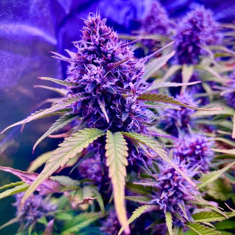 Red Gorilla Girl XL Auto growlog timeline photo
