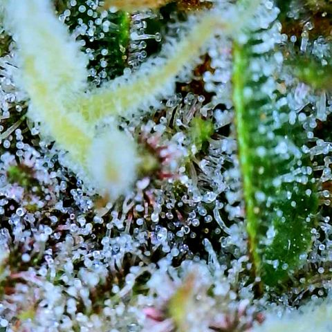 Red Gorilla Girl XL Auto growlog timeline photo