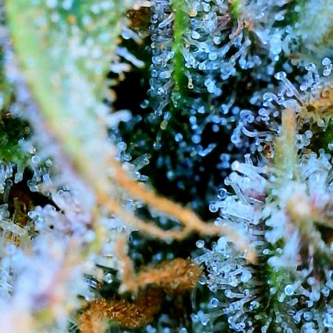 Red Gorilla Girl XL Auto growlog timeline photo