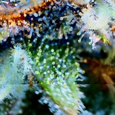 Red Gorilla Girl XL Auto growlog timeline photo