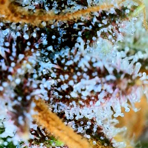 Red Gorilla Girl XL Auto growlog timeline photo