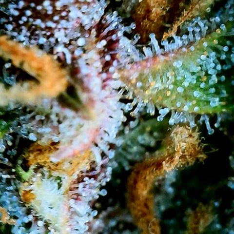 Red Gorilla Girl XL Auto growlog timeline photo