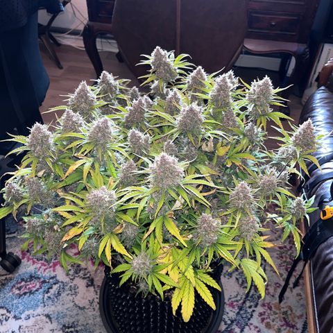 Red Gorilla Girl XL Auto growlog timeline photo