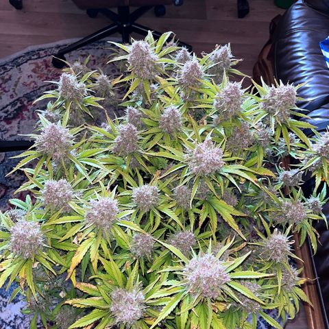 Red Gorilla Girl XL Auto growlog timeline photo
