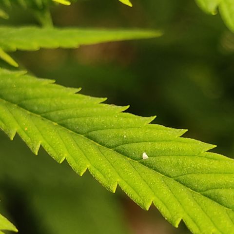 R2 growlog photo: Whiteflies still seen. 1 day after neem spray