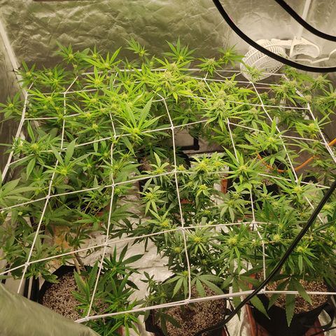 R2 growlog photo: 1 day after transplant 