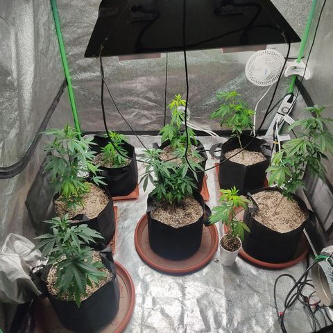 R2 growlog photo: T - 2 weeks until flower
Cup vs 3 gal VEG