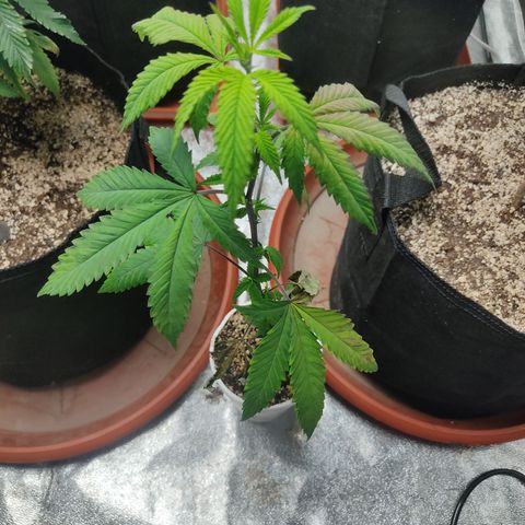 R2 growlog photo: T - 2 weeks until flower
Cup vs 3 gal VEG