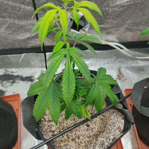 R2 growlog photo: T - 2 weeks until flower
Cup vs 3 gal VEG