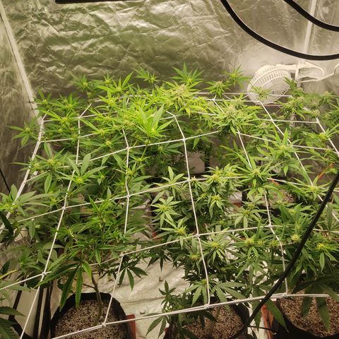 R2 growlog photo: Day 3 after trimming