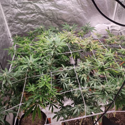 R2 growlog photo: A week after defoliation