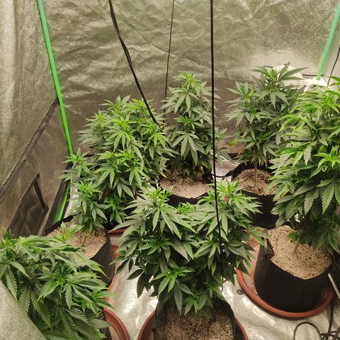 R2 growlog photo: Before cutting for clones and defoliating