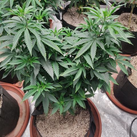 R2 growlog photo: Plant for first set of clones