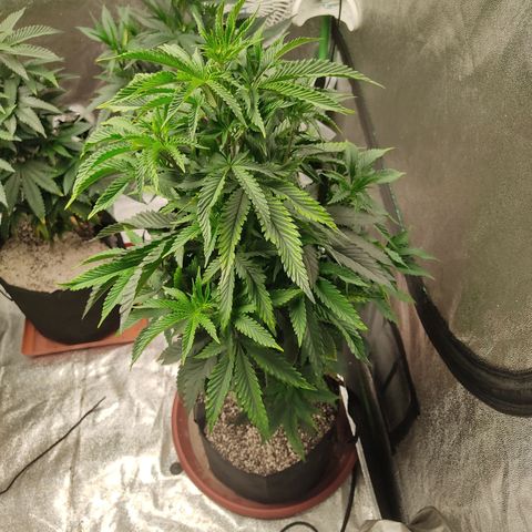 R2 growlog photo: Before cloning