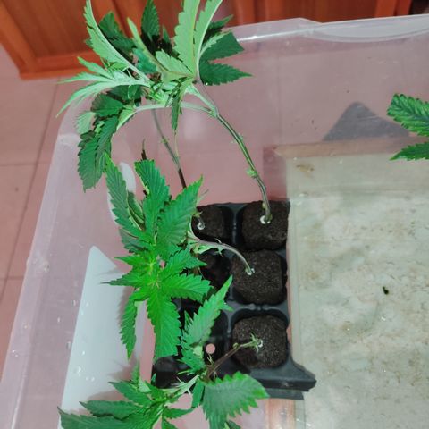 R2 growlog photo: 5 clones