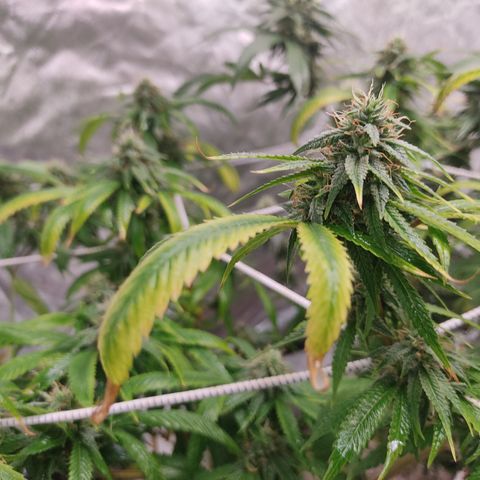R2 growlog photo: Clear signs of reveg and a medium - heavy whitefliy infestation. Not sure what caused it but possibilities are the spraying of the chemicals (mainly neem) or the dimming and raising of the light. I suspect that the ppfd qty decreased for those 3 days sent the plant into shock. And forced a reveg.. Have to understand exactly why a plant revegs