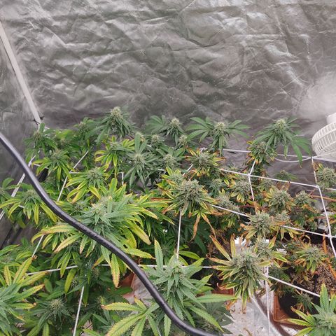 R2 growlog photo: Clear signs of reveg and a medium - heavy whitefliy infestation. Not sure what caused it but possibilities are the spraying of the chemicals (mainly neem) or the dimming and raising of the light. I suspect that the ppfd qty decreased for those 3 days sent the plant into shock. And forced a reveg.. Have to understand exactly why a plant revegs