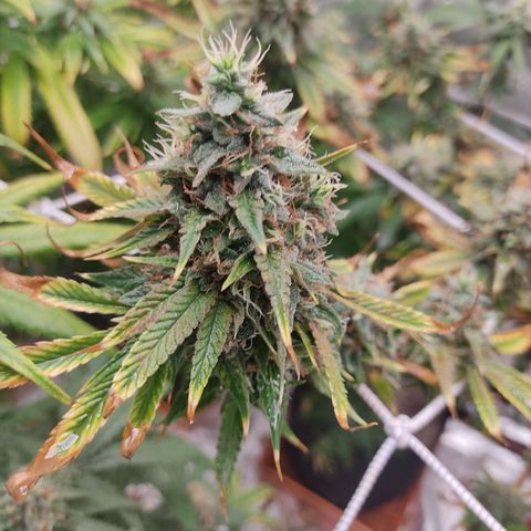 R2 growlog photo: Clear signs of reveg and a medium - heavy whitefliy infestation. Not sure what caused it but possibilities are the spraying of the chemicals (mainly neem) or the dimming and raising of the light. I suspect that the ppfd qty decreased for those 3 days sent the plant into shock. And forced a reveg.. Have to understand exactly why a plant revegs