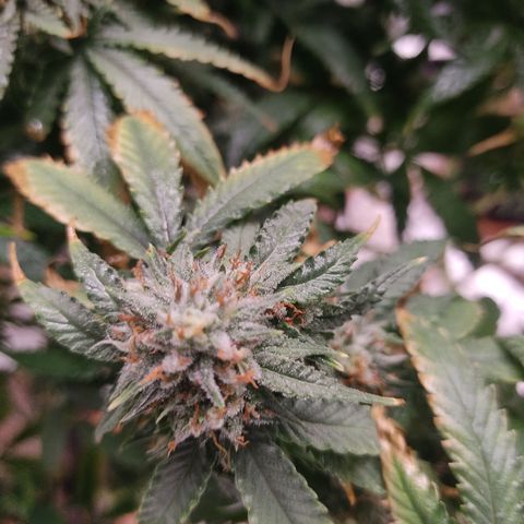 R2 growlog photo: Clear signs of reveg and a medium - heavy whitefliy infestation. Not sure what caused it but possibilities are the spraying of the chemicals (mainly neem) or the dimming and raising of the light. I suspect that the ppfd qty decreased for those 3 days sent the plant into shock. And forced a reveg.. Have to understand exactly why a plant revegs