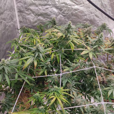 R2 growlog photo: Clear signs of reveg and a medium - heavy whitefliy infestation. Not sure what caused it but possibilities are the spraying of the chemicals (mainly neem) or the dimming and raising of the light. I suspect that the ppfd qty decreased for those 3 days sent the plant into shock. And forced a reveg.. Have to understand exactly why a plant revegs