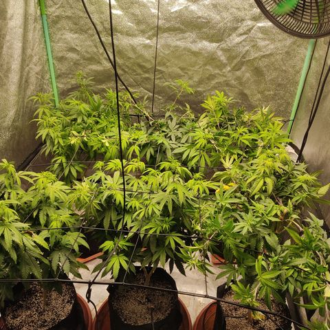 R2 growlog photo: Trellis