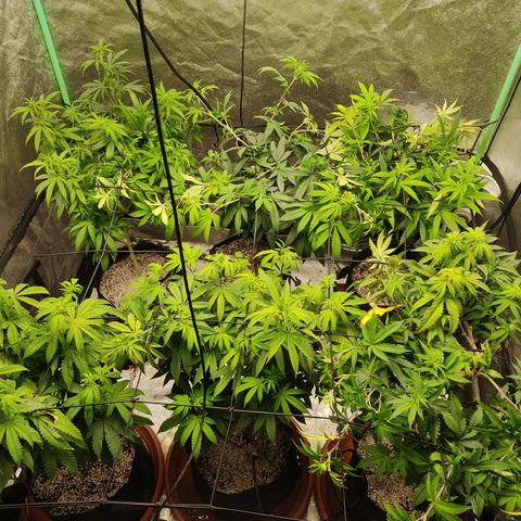 R2 growlog photo: Trellis