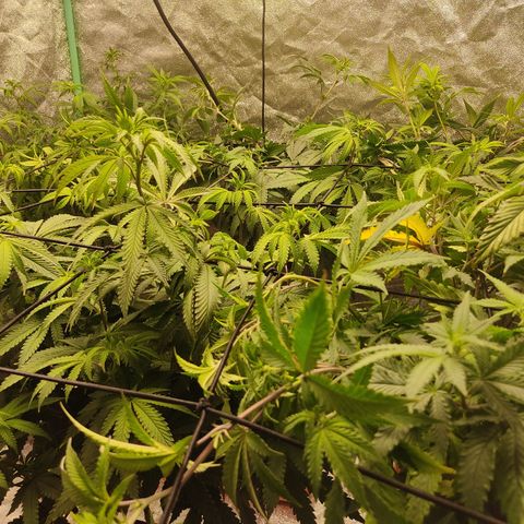 R2 growlog photo: Trellis